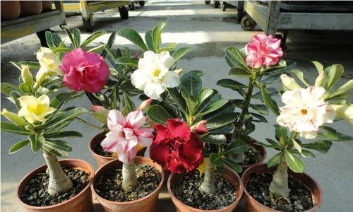 娱乐吃瓜酱沙漠玫瑰